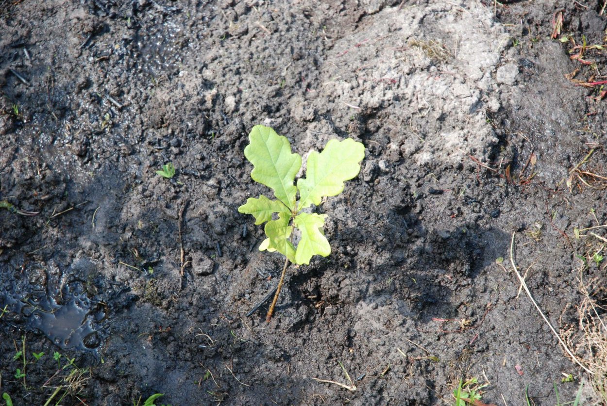 Дуб каменный сеянцы