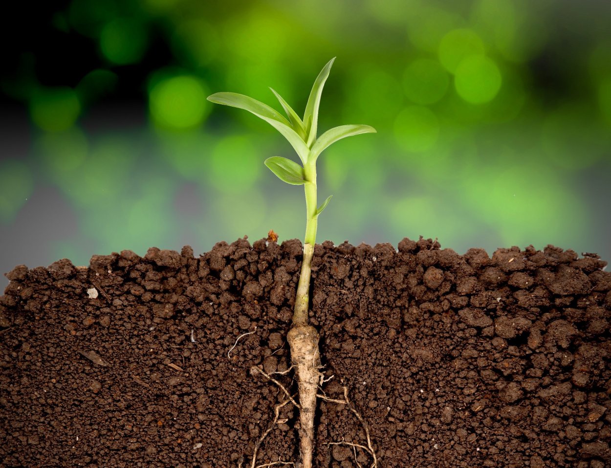 Корни в земле