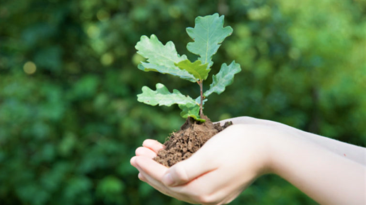 Дуб черешчатый сеянец