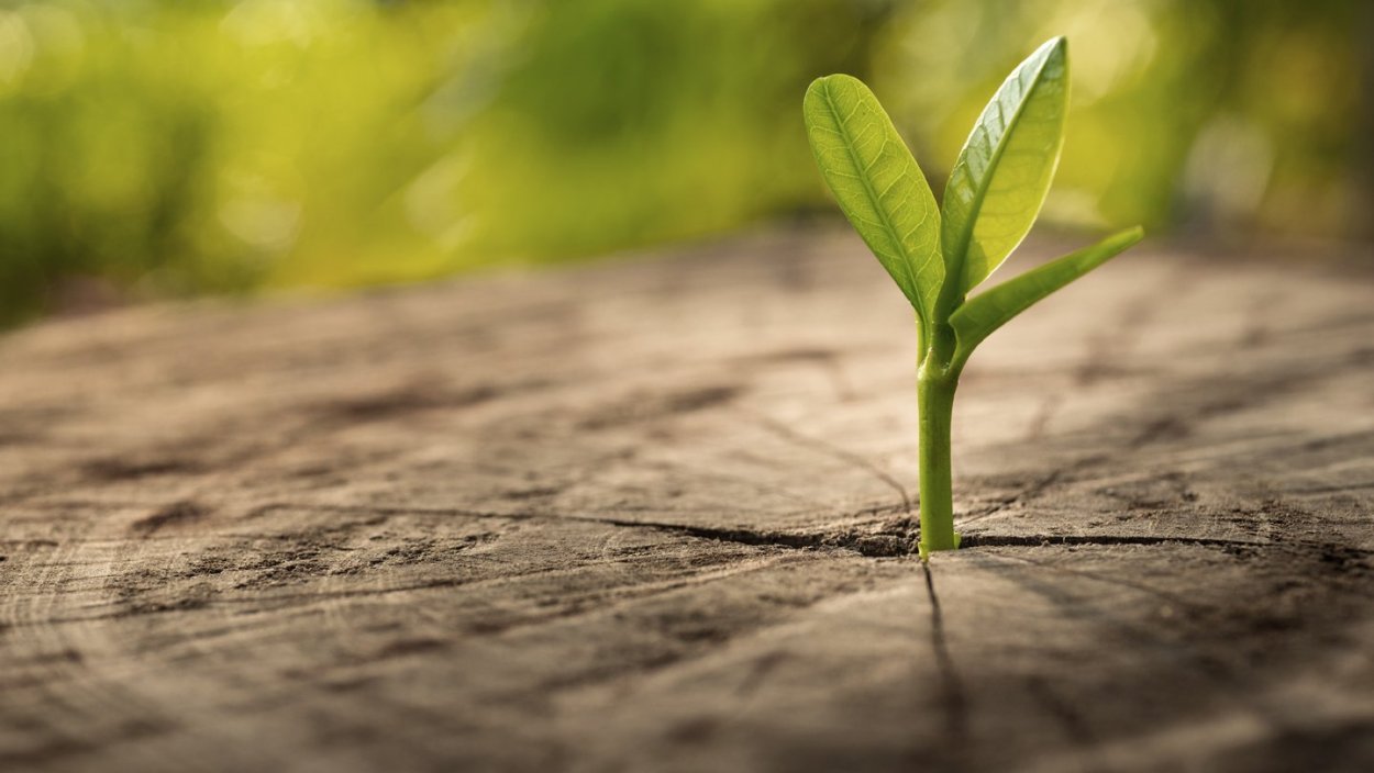 Пень с ростком