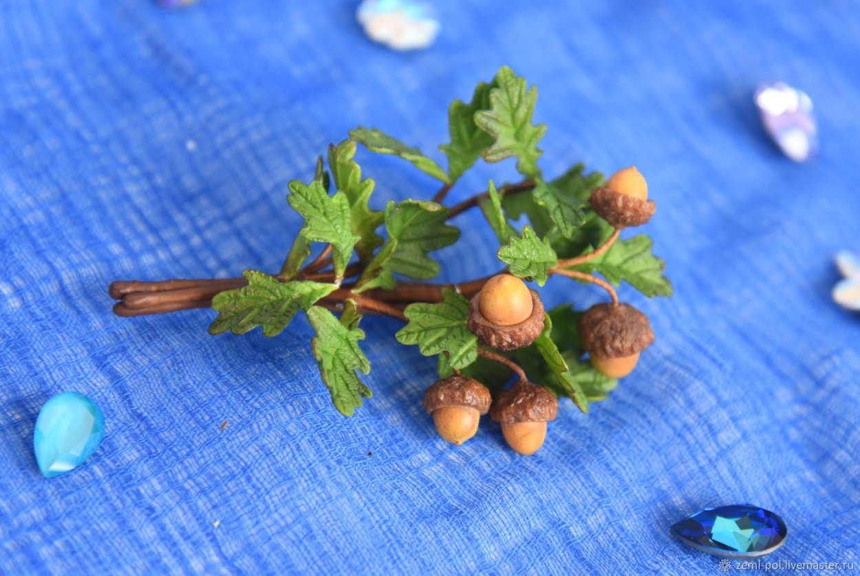 Желудь Росток дуб