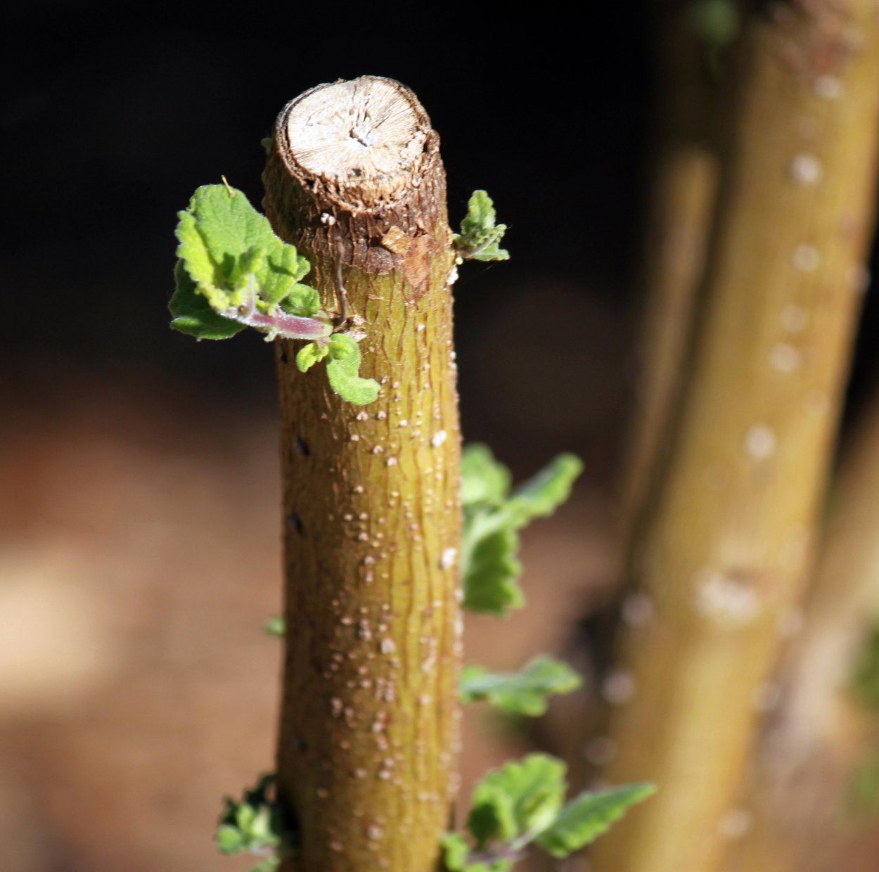 Молодой побег дерева