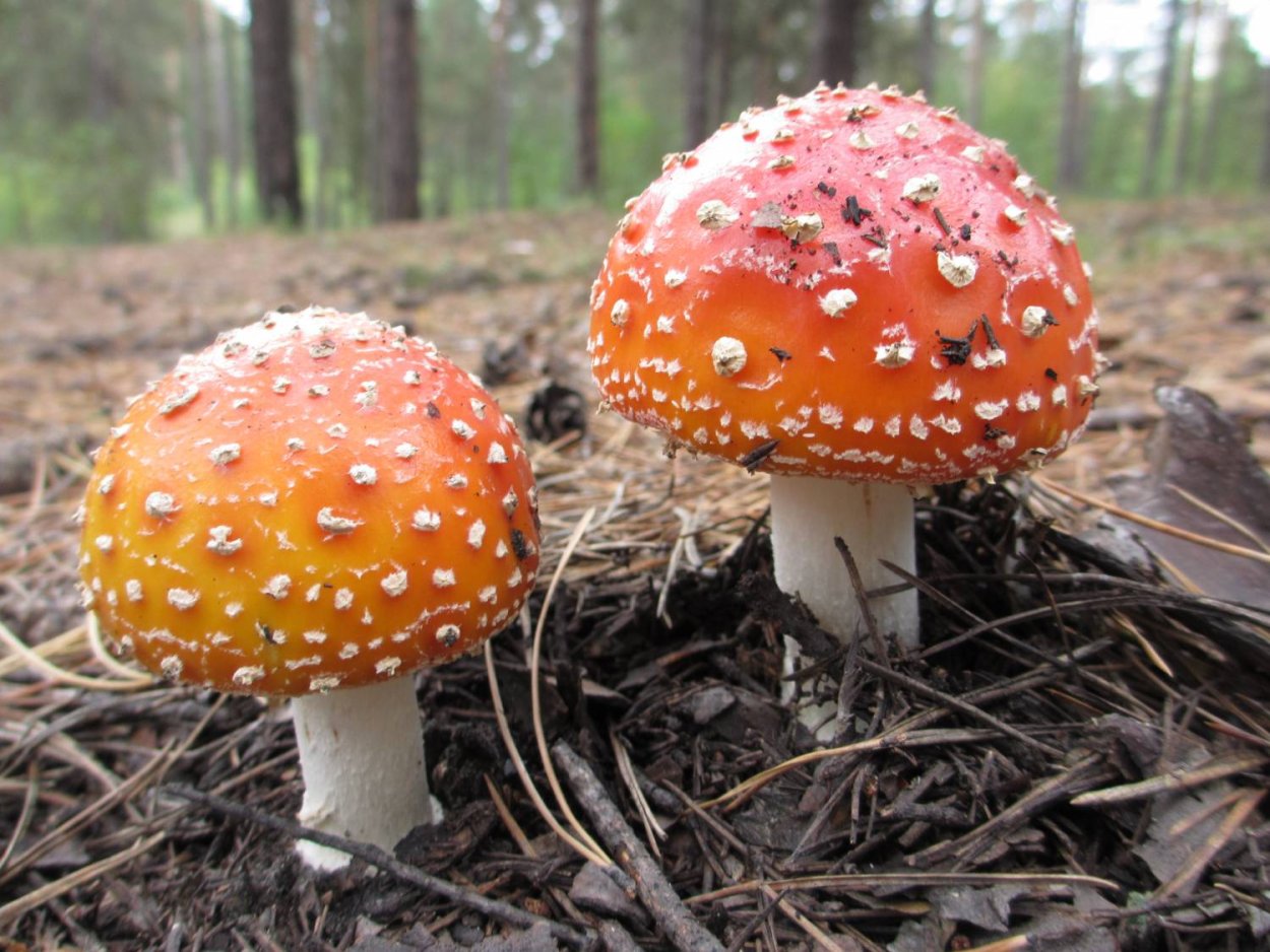 Гриб с оранжевой шляпкой