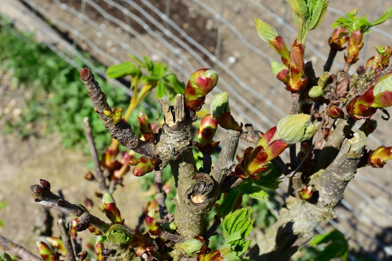 Aesculus hippocastanum почки