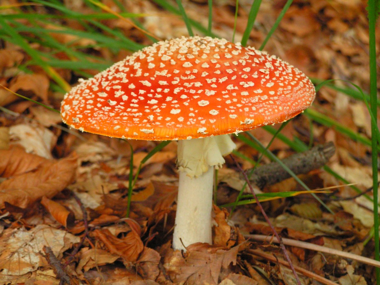 Гриб поганка оранжевая