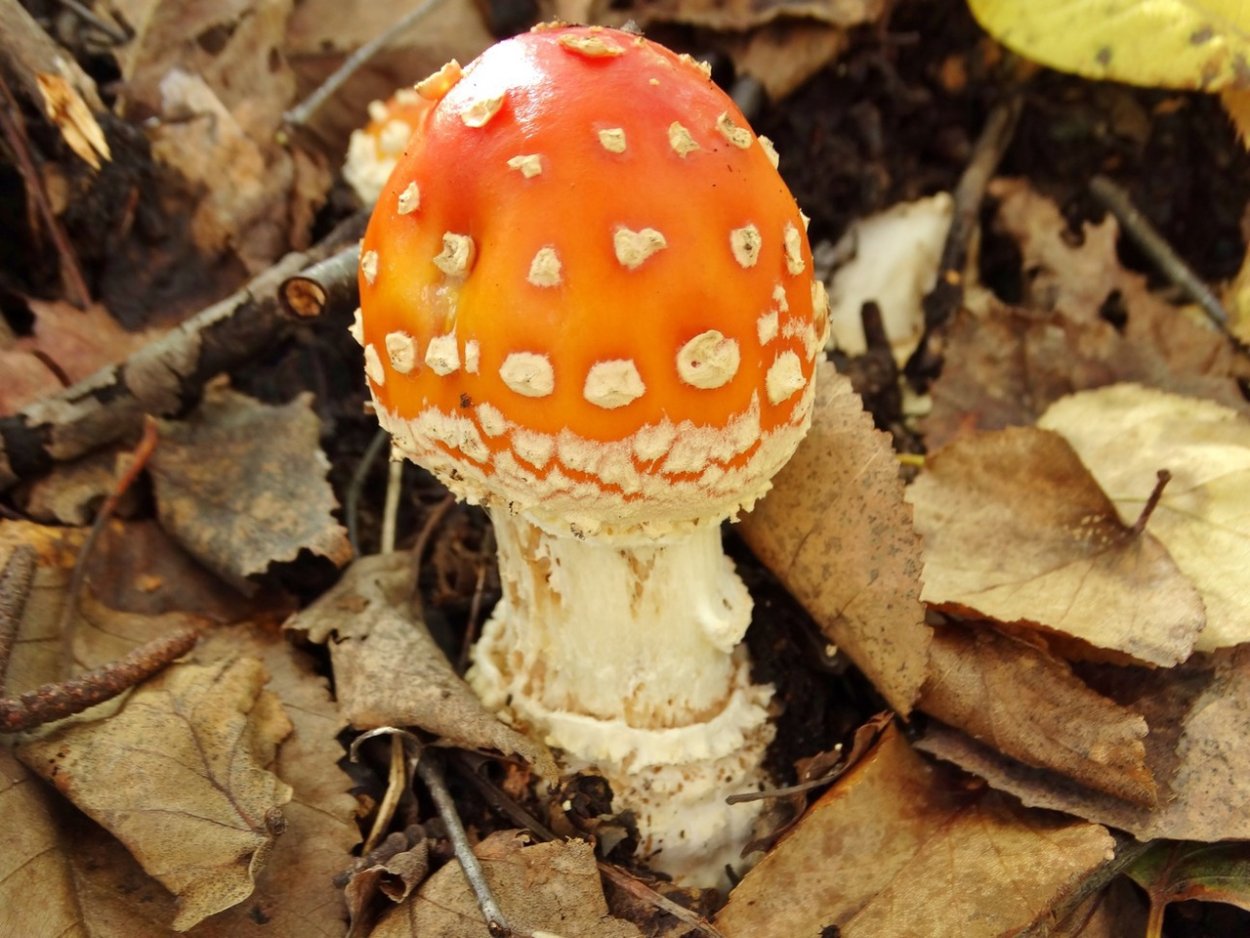 Toadstool Fly agaric