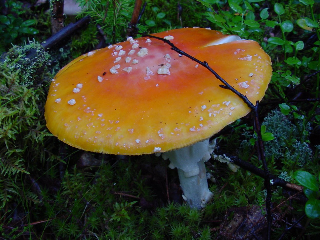 Оранжевые грибы съедобные