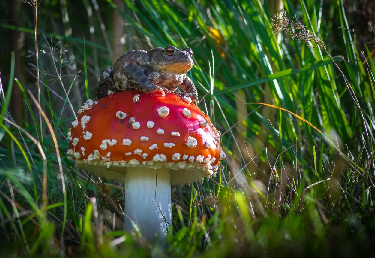 Мухомор Экстра