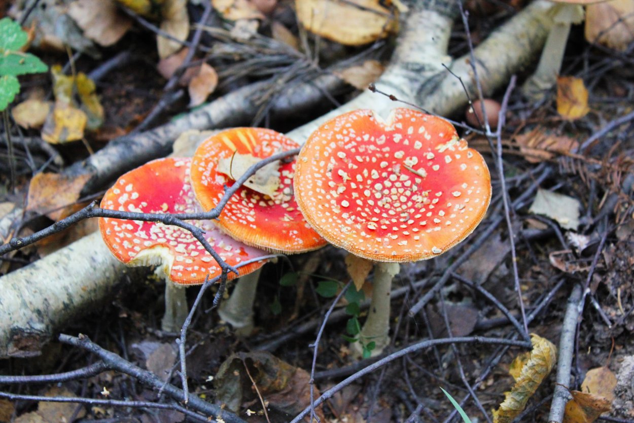 Базидиомикота мухомор – Amanita