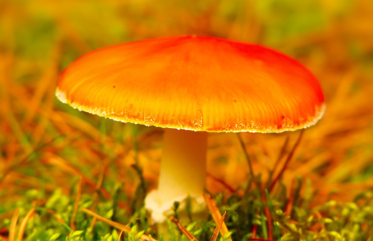 Мухомор в снегу