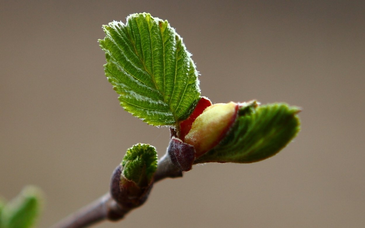 Первые листочки на деревьях