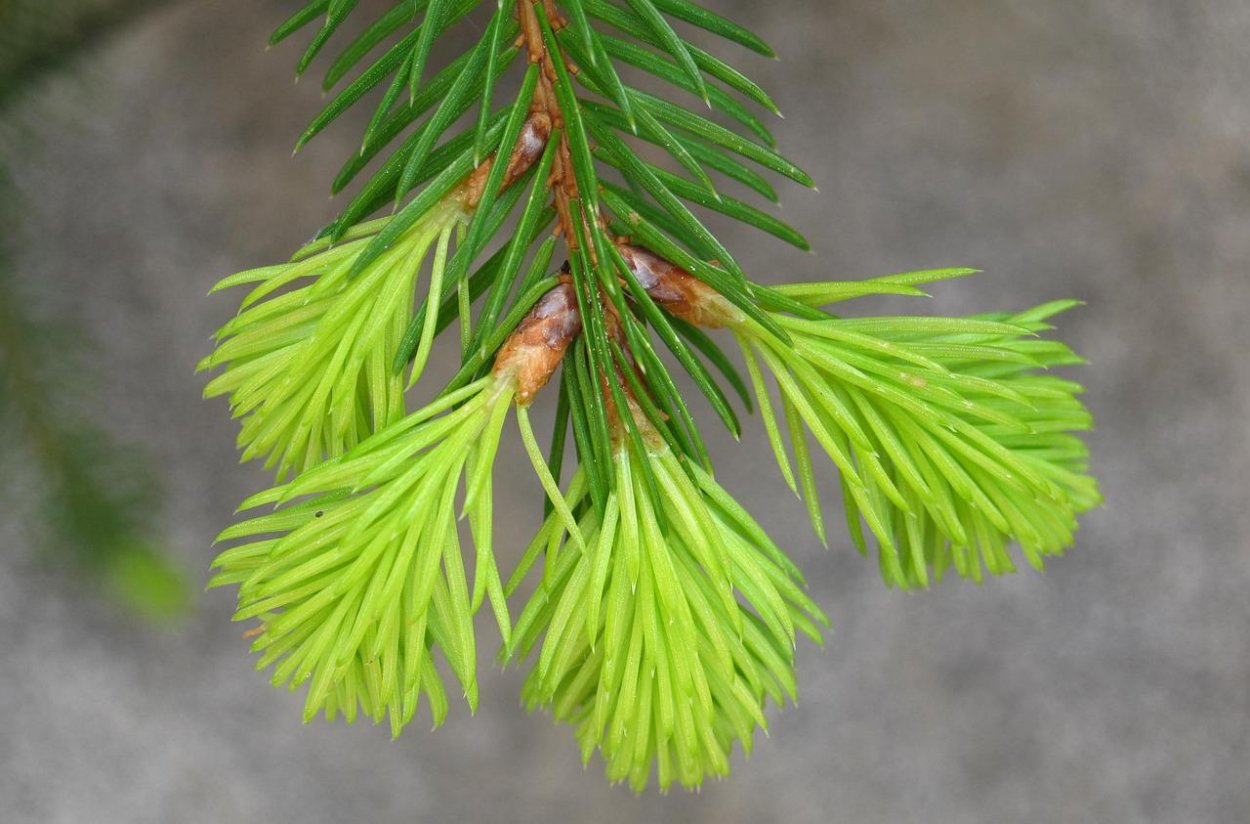 Ель пихта смола