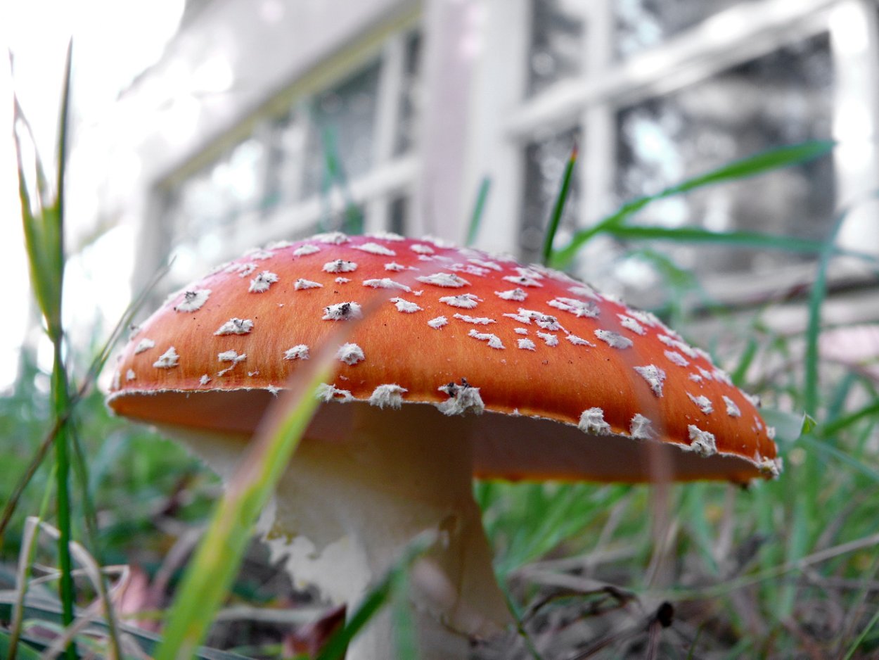 Красный мухомор сыроежка