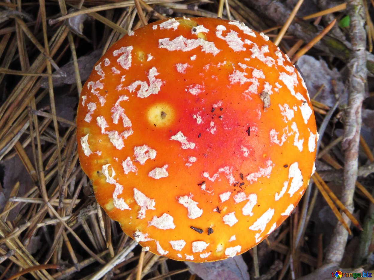 Мухоморный микродозинг Вишневского