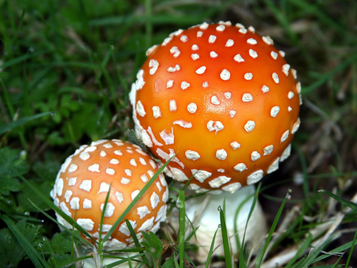 Мухомор оранжевый