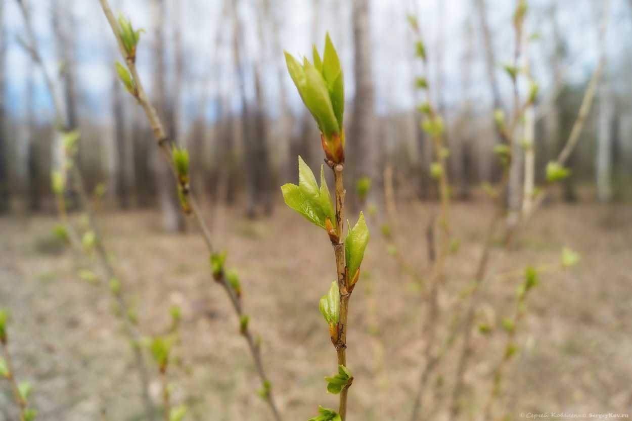 Тополь бальзамический почки