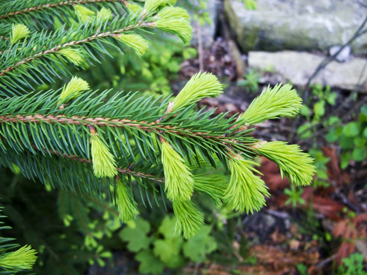 Пихта Сибирская удлиненные побеги