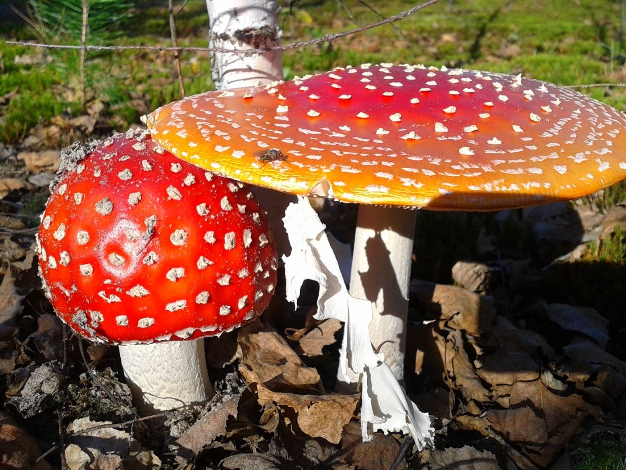 Мухоморы хранение