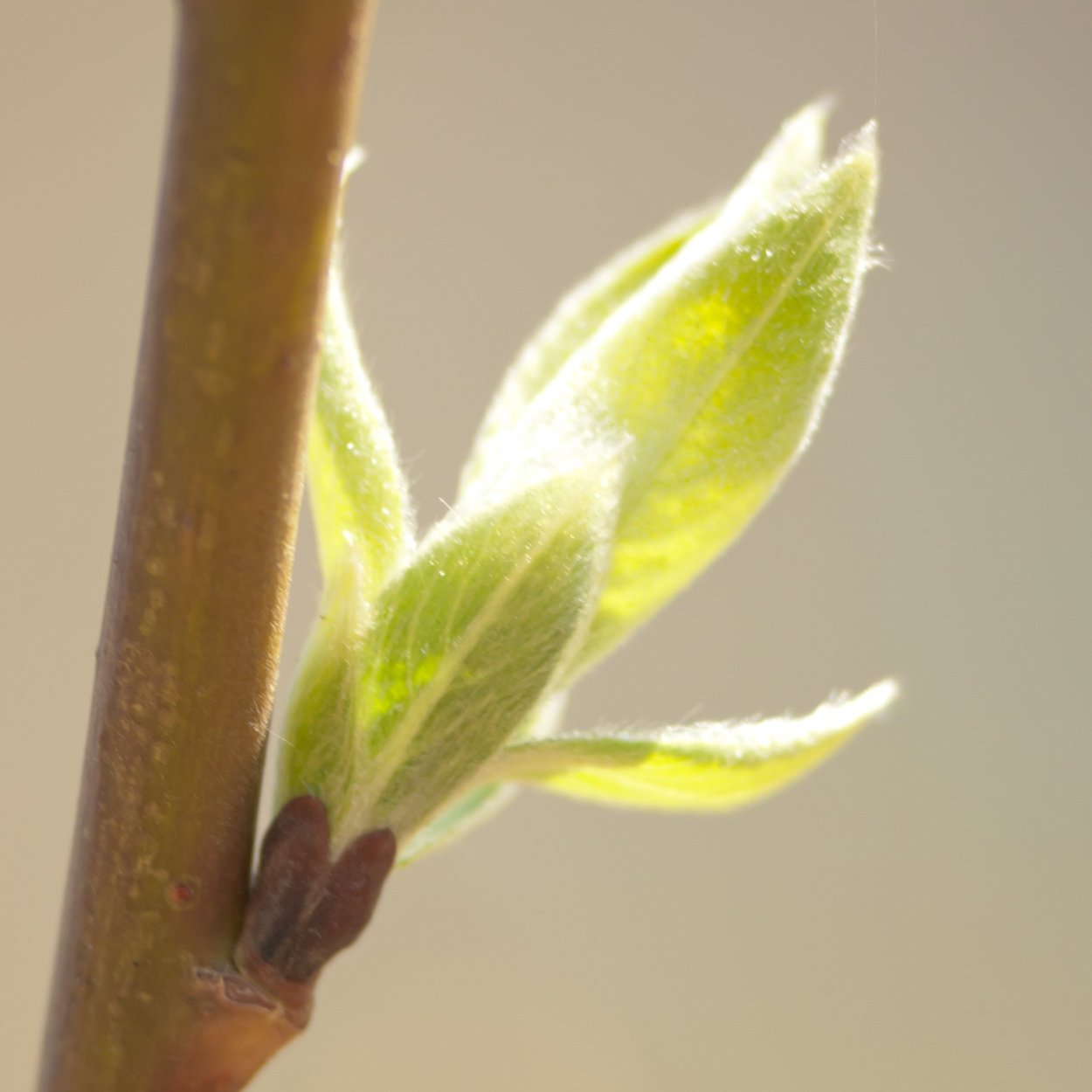 Побег тополя