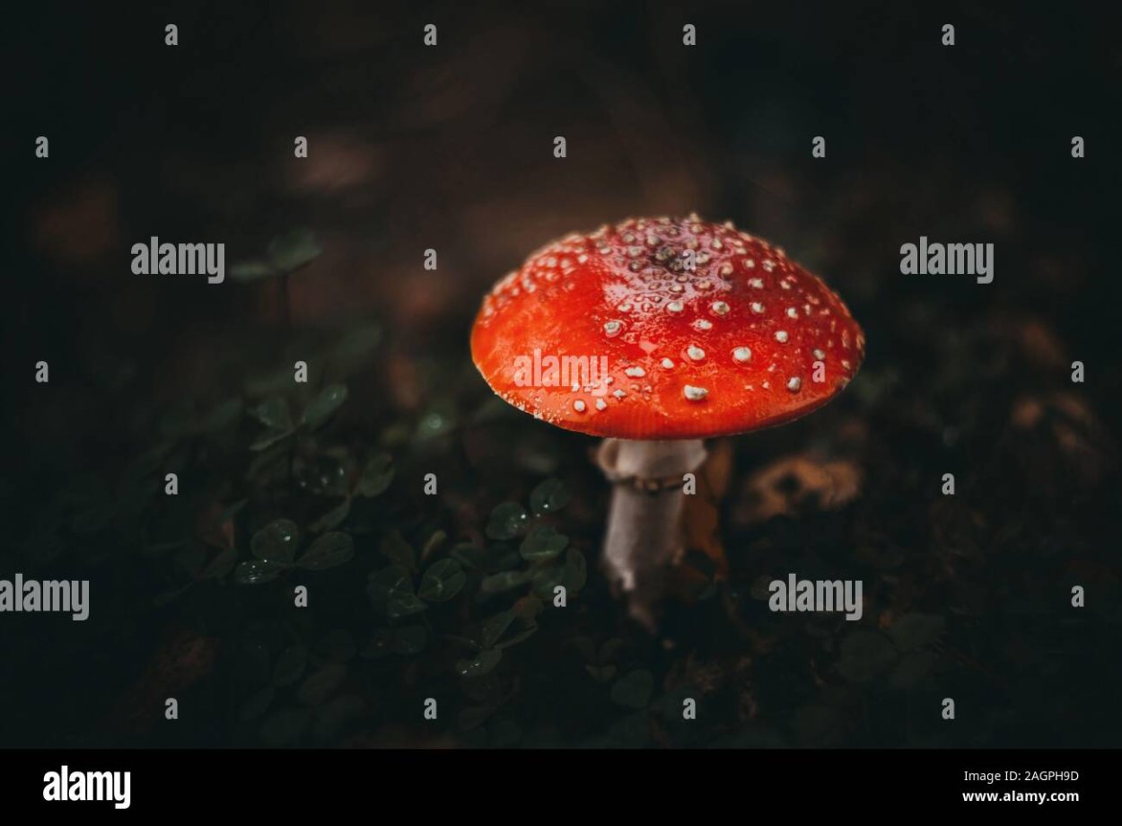 Гриб поганка оранжевая