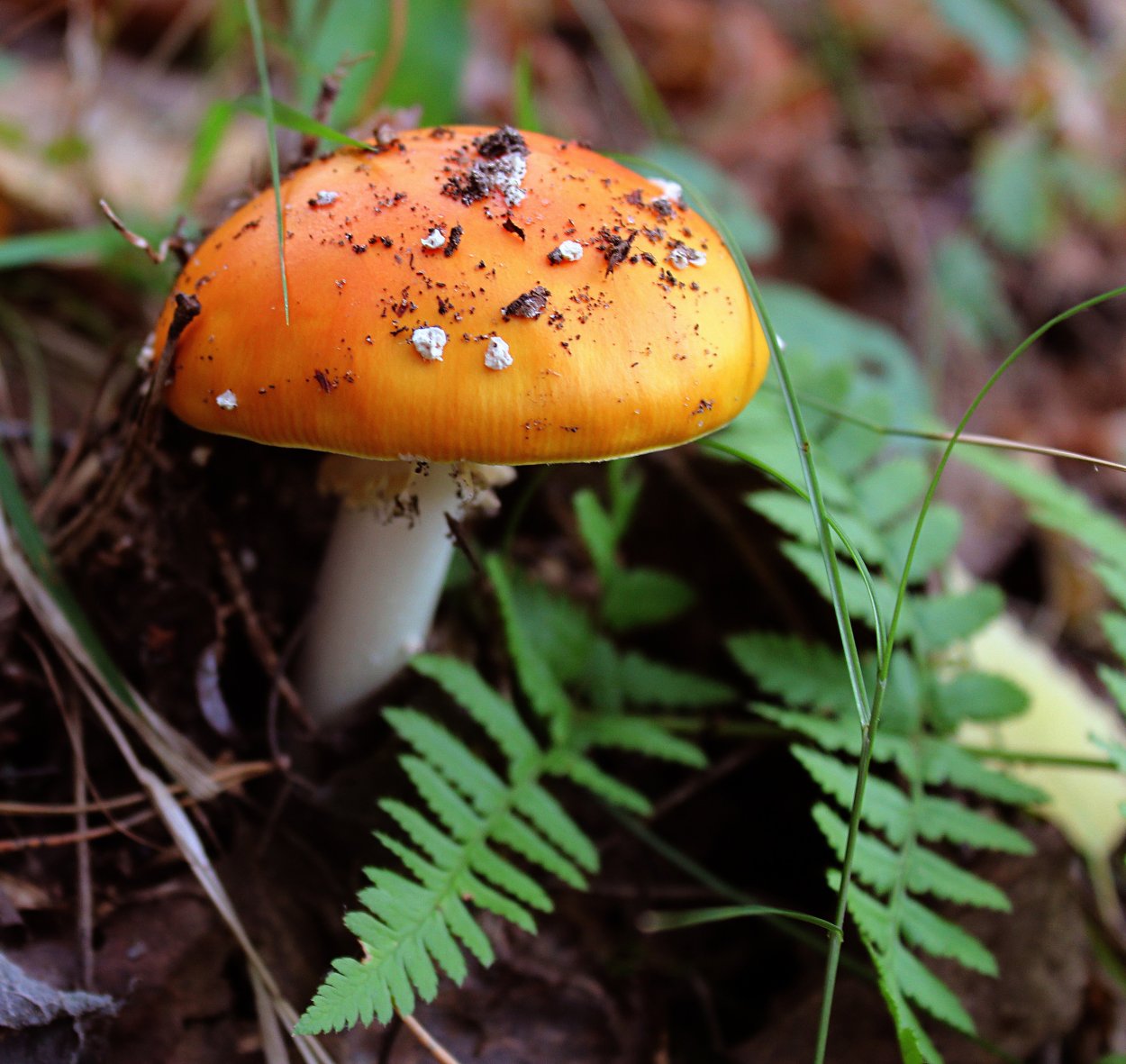 Мухомор оранжевый