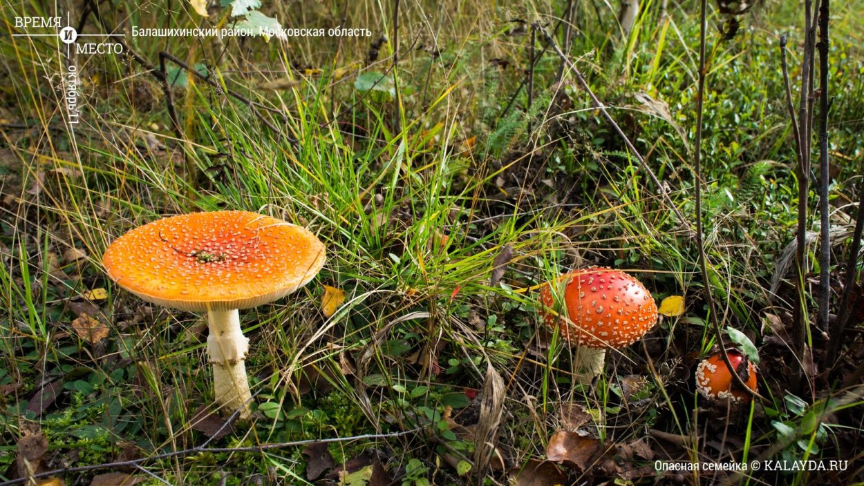 Грибы поганки мухоморы