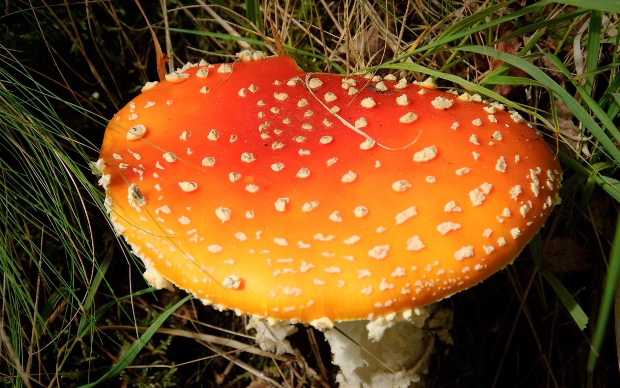 Осенние грибы коричневого цвета