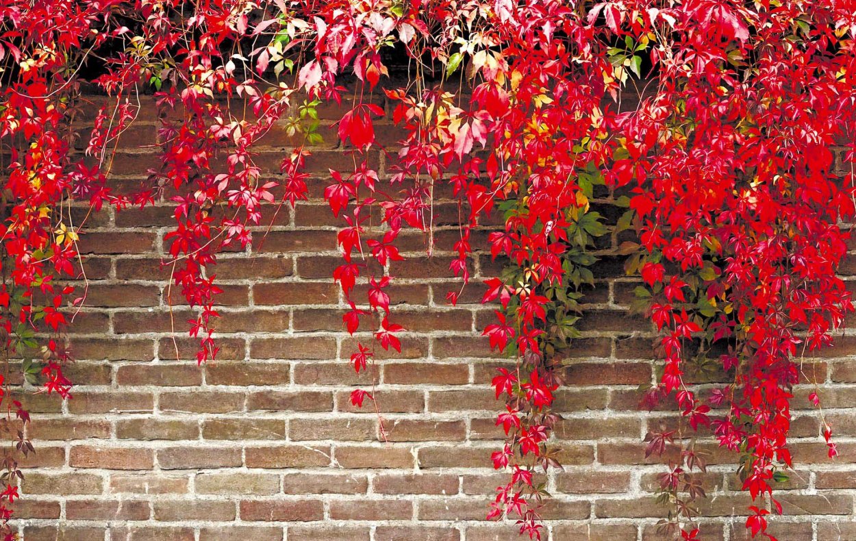 Девичий виноград триостренный вича