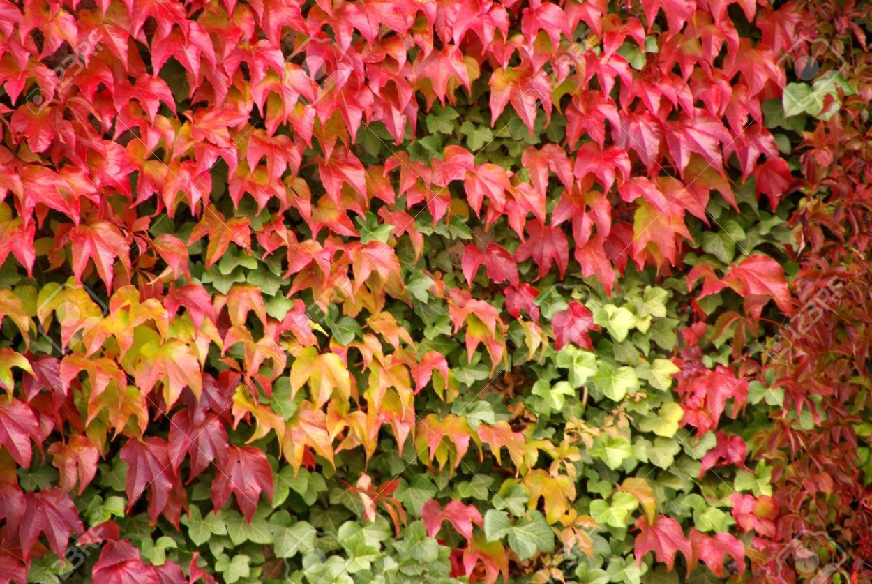 Партеноциссус красная стена