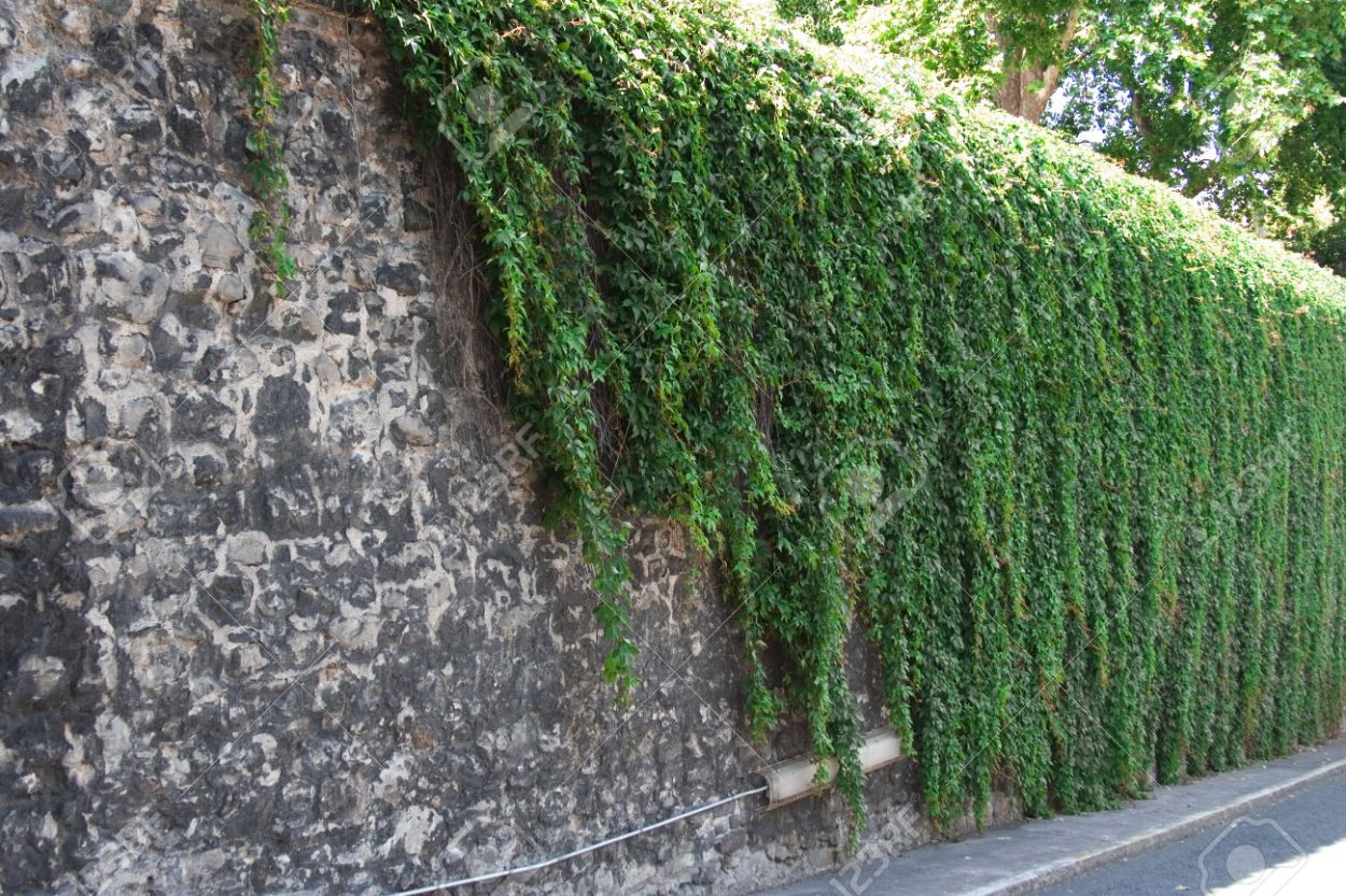 Девичий виноград Еллоу