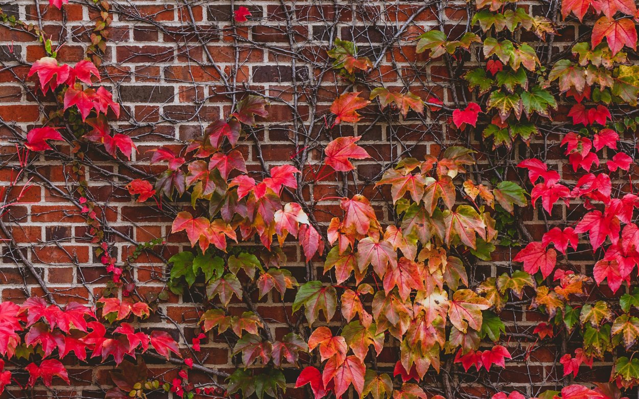 Девичий виноград триостренный диамонд Маунтенс