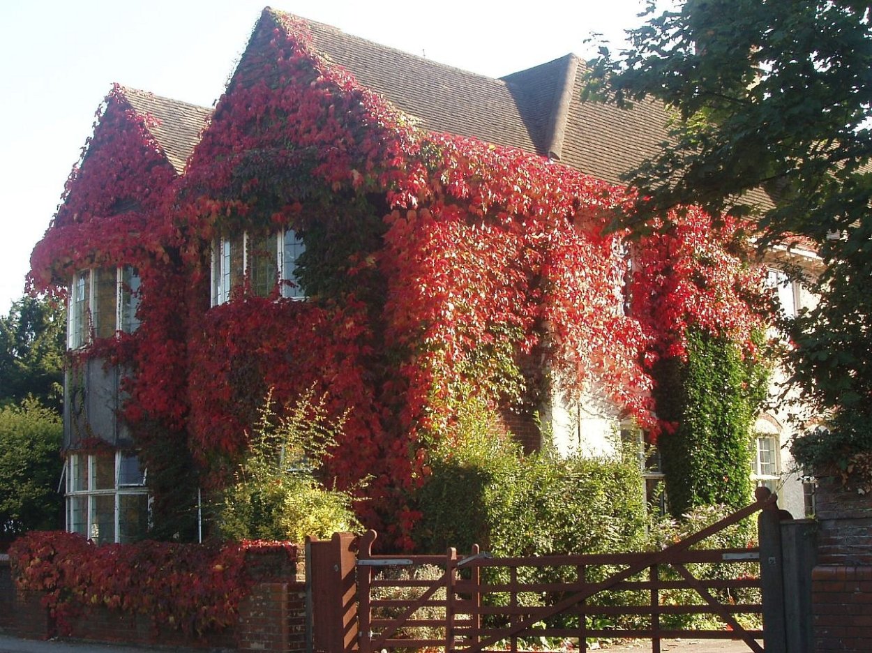 Стена увитая плющом