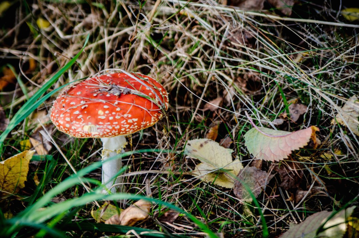 Сибирский мухомор