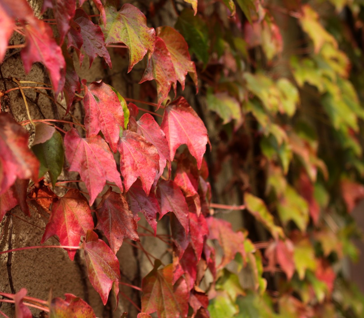 Вьюн девичий виноград