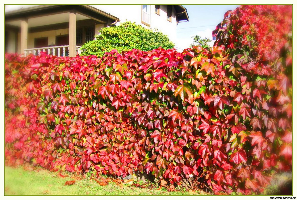 Декоративный виноград на заборе