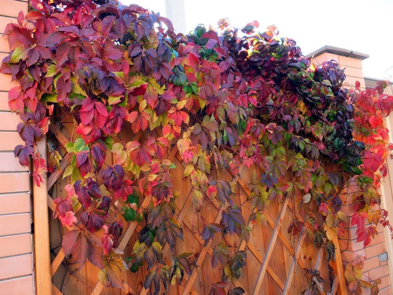 Плющ Элегантиссима