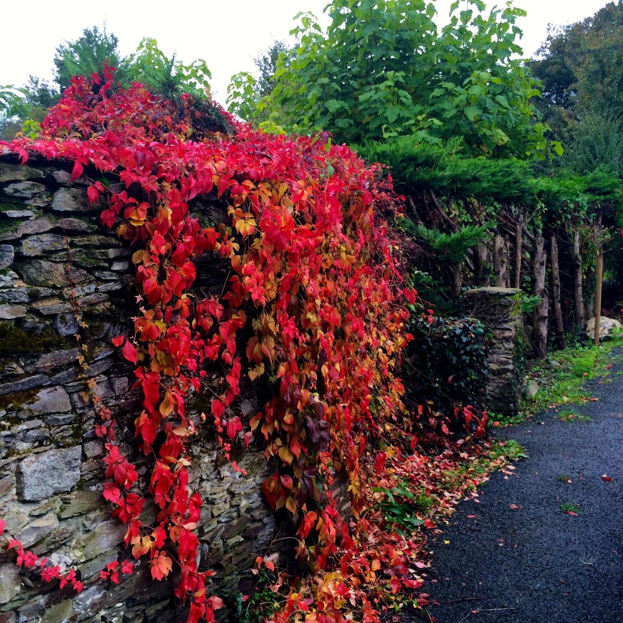 Лиана девичий виноград триостренный