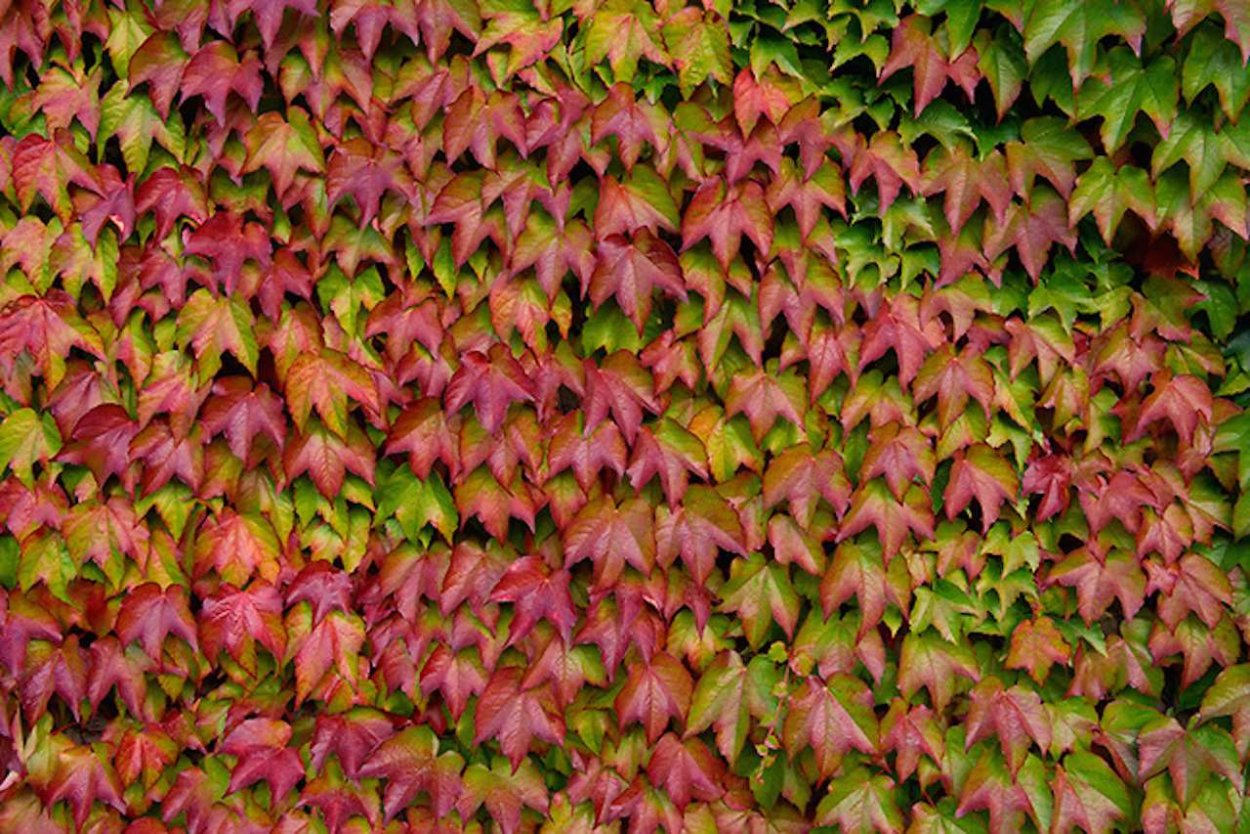 Плющ Хмель Вьюнок