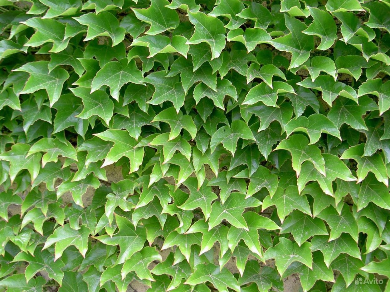 Плющ сердцелистный