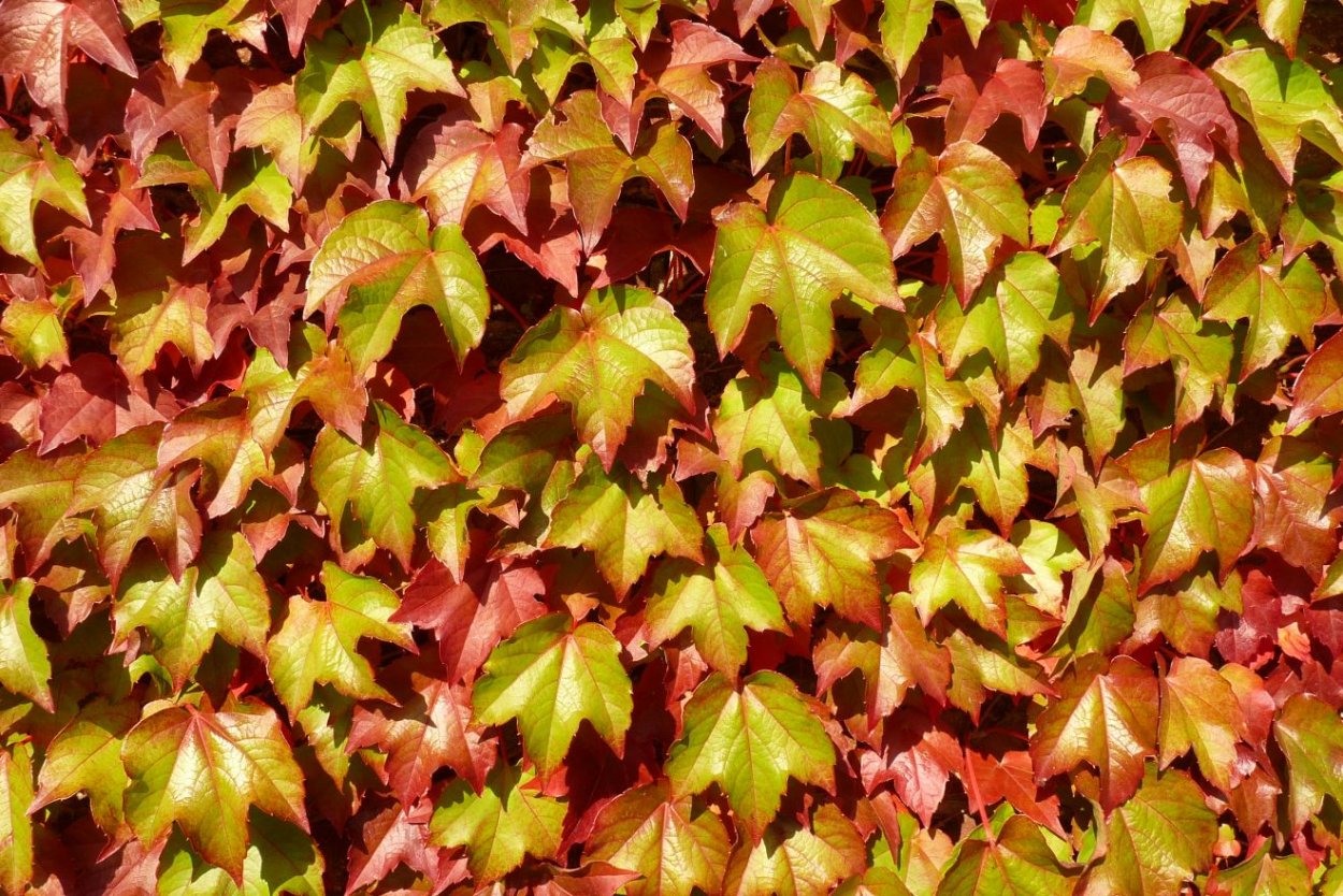 Девичий виноград триостренный семенами