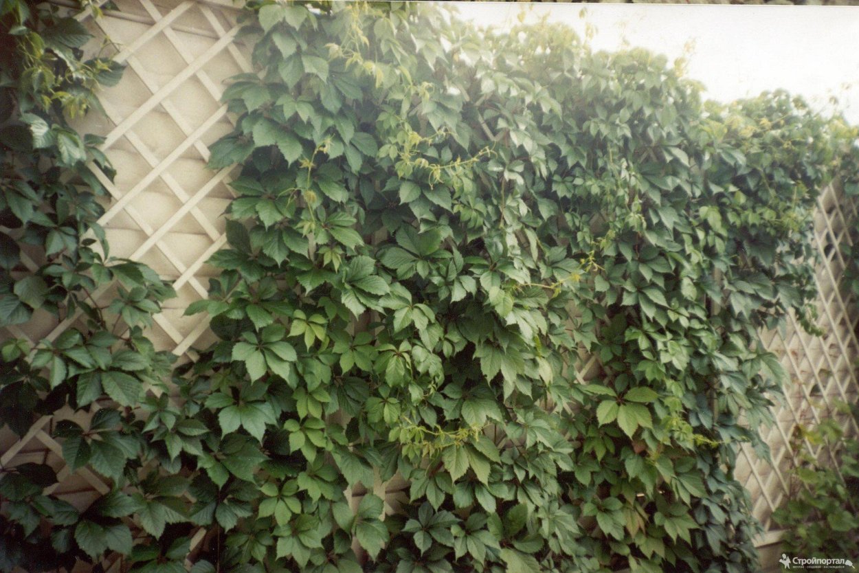 Каменный плющ