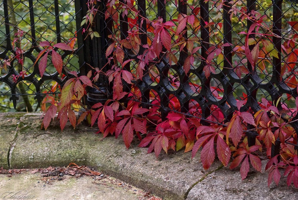 Вьюн девичий виноград