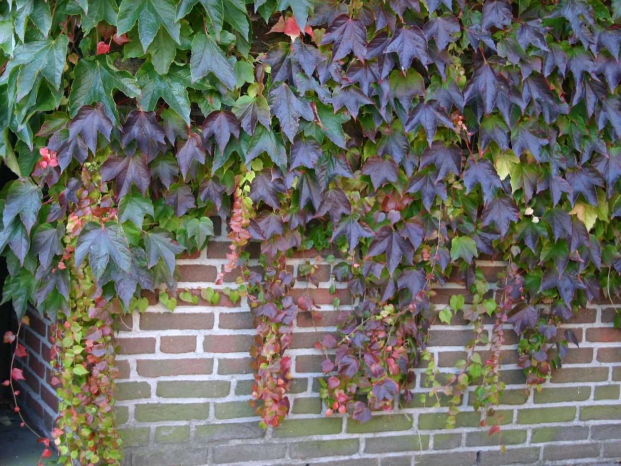 Вьюн девичий виноград