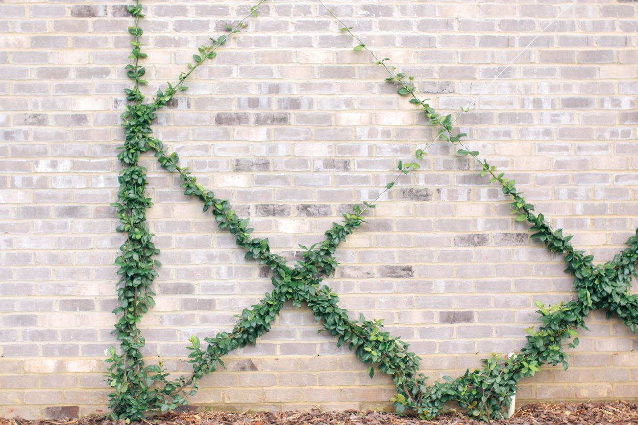 Виноград пятилисточковый