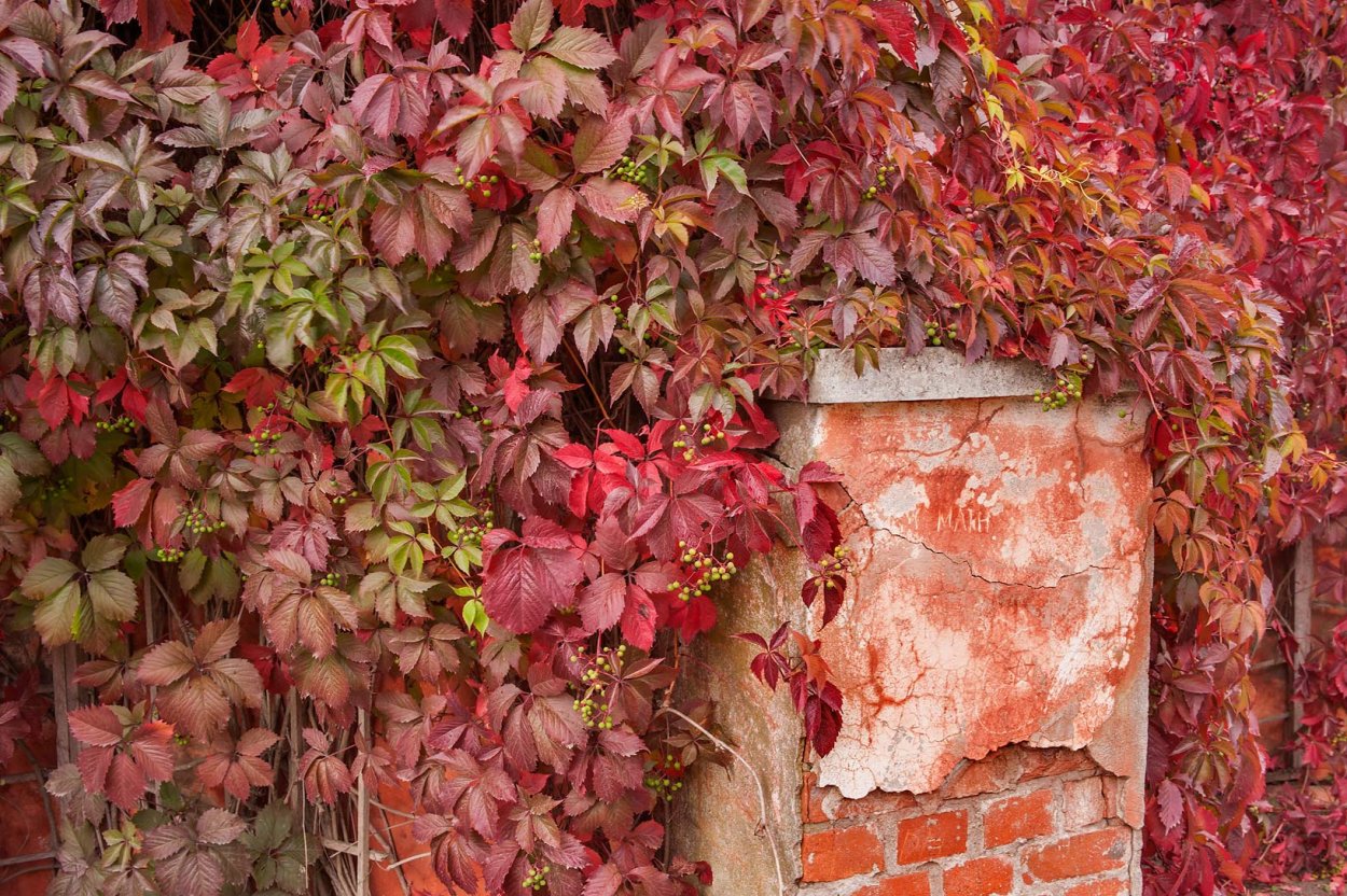 Плющ Хедера изгородь