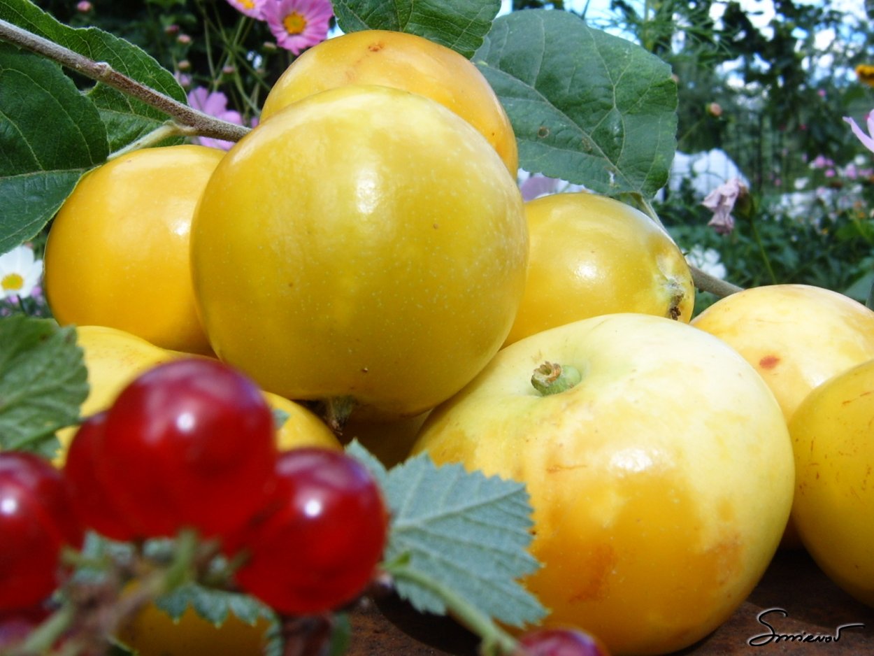 Яблоня китайка Золотая