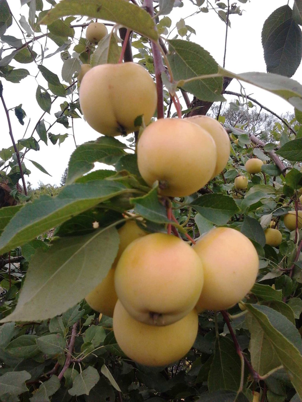 Яблоня Уральское наливное