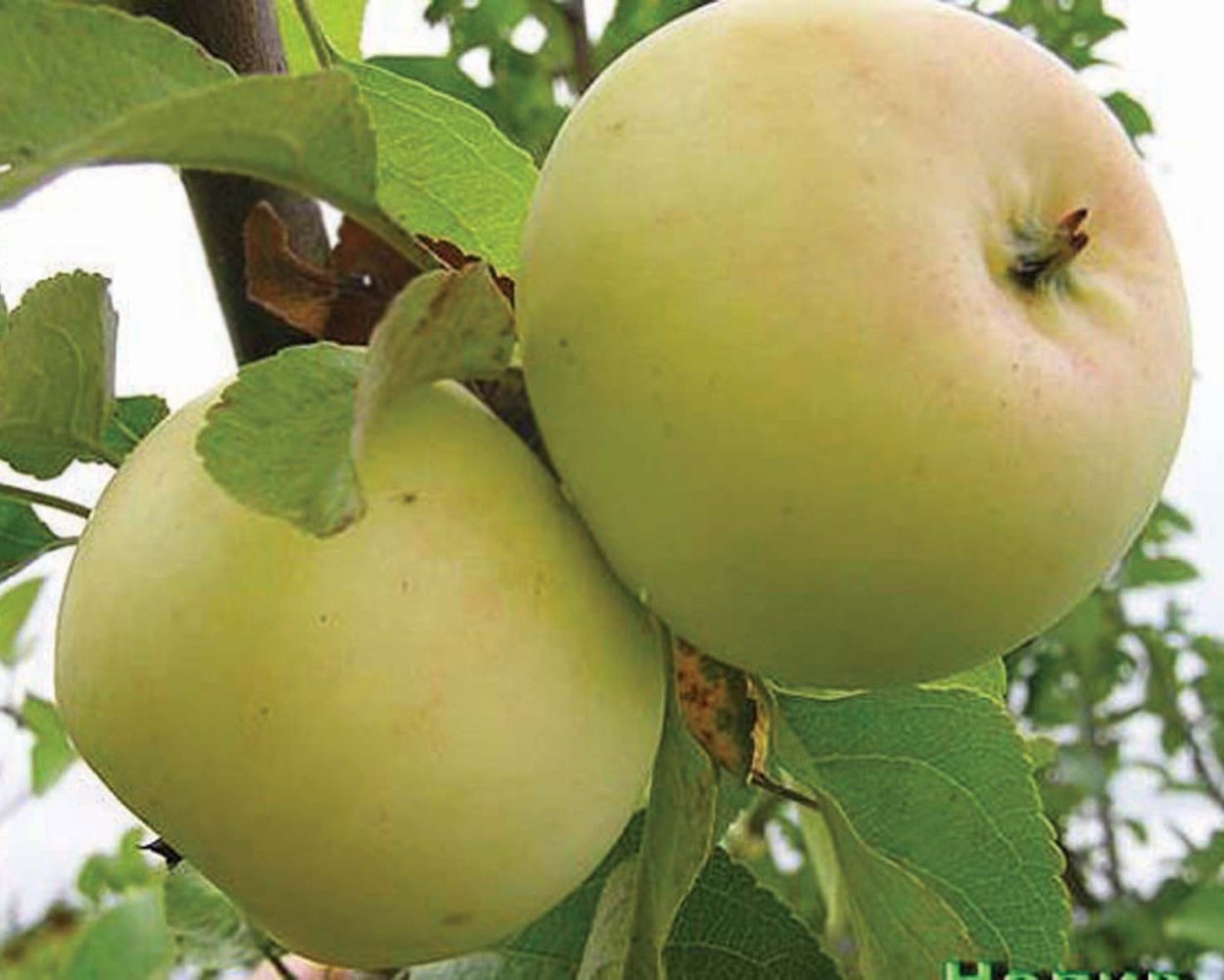 Яблоня Исеть белая