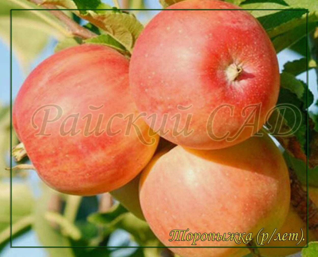 Яблоня Уральское розовое