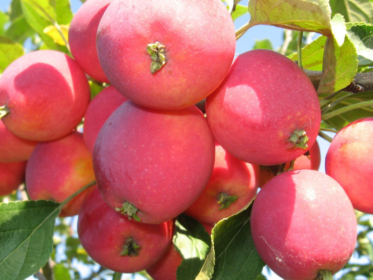 Ранетка полукультурка